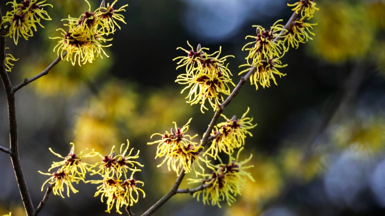 Hamamelis bei Hämorrhoiden