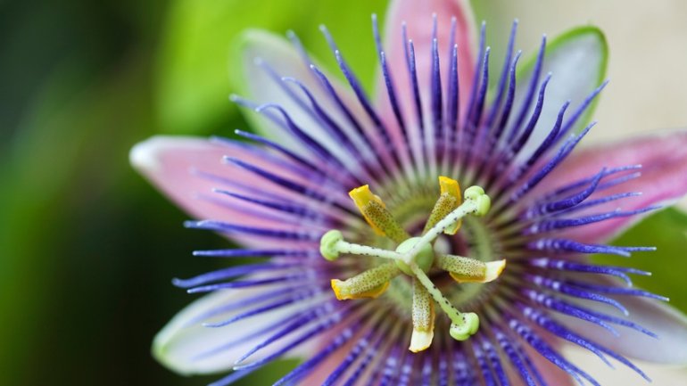 Passionsblume bei Hämorrhoiden?