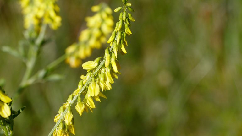 Steinklee als Heilpflanze bei Hämorrhoiden